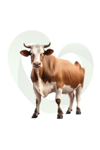 Büyükbaş Kurban  Hisse Bedeli